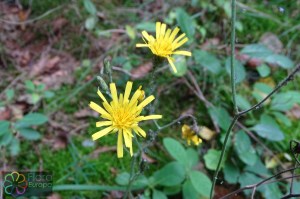 hieracium murorum (2) (1200 x 800).jpg_product